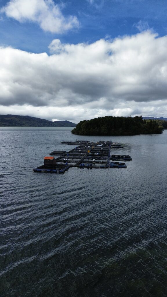 Infraestructura de vanguardia en el Lago de Tota: garantizamos un suministro constante de trucha arcoíris fresca para el mercado nacional e internacional.