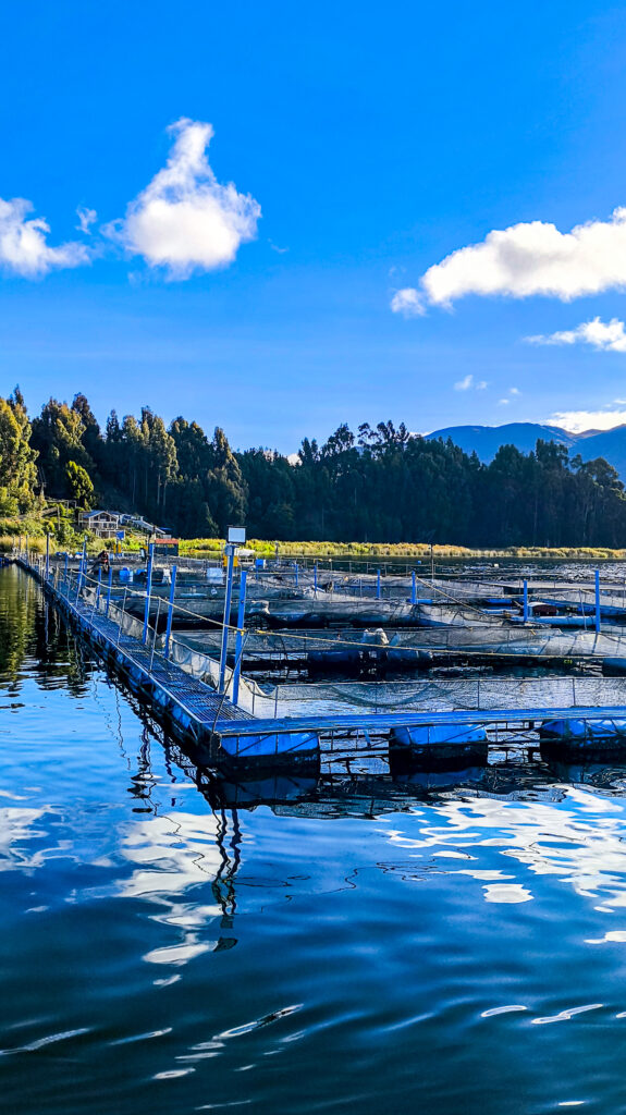 Cultivo de trucha arcoíris en el Lago de Tota con sistemas de balsas jaula TroutCo